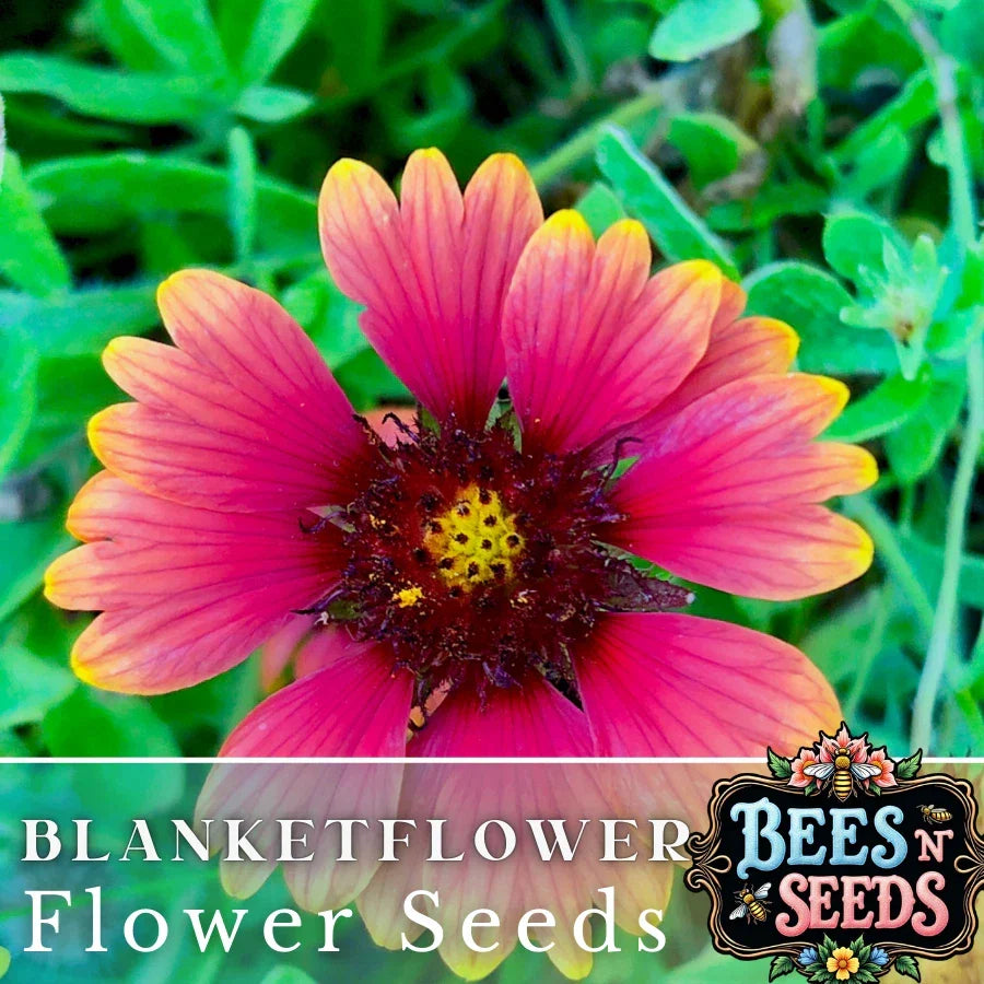 Majestic Blanket Flower Seeds - 200 Non-GMO Seeds - Gaillardia grandiflora - Vibrant Yellow, Red, and Orange Blooms