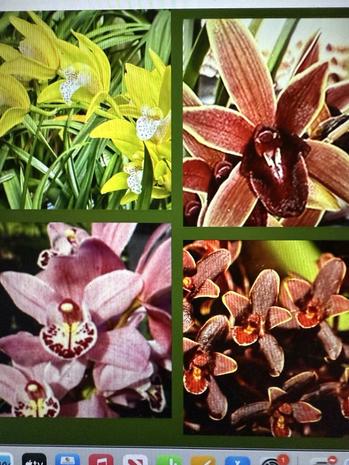 Cymbidium Orchid Seedling - 8 Varieties Available - Bare Root - Unique Orchidaceae Species for Home & Garden