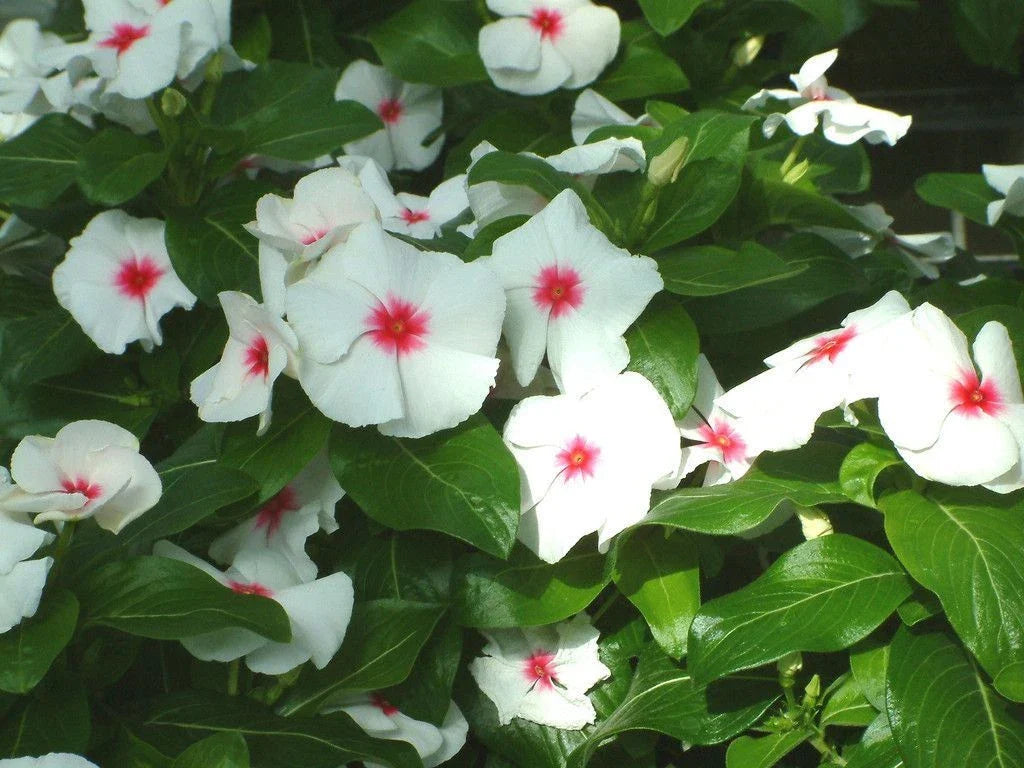 Vinca Seeds 500 Count - Sunsplash White with Eye GL - Catharanthus roseus - Flowering Outdoor Garden Plants