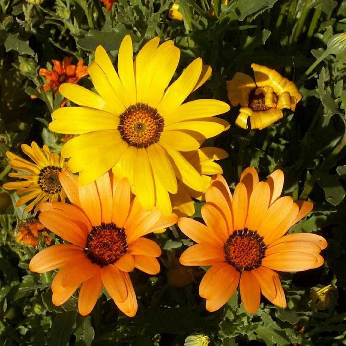 African Daisy Wildflower Seeds 1/4 lb Mylar Packet Dimorphotheca Sinuata Non-GMO Vibrant Blooms for Garden