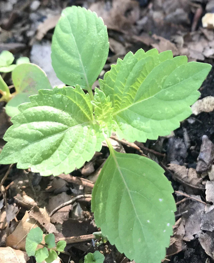 Green Perilla Shiso Plants - 3+ Live Starter Bare Roots - Perilla frutescens - Aromatic Culinary Herb for Gardens