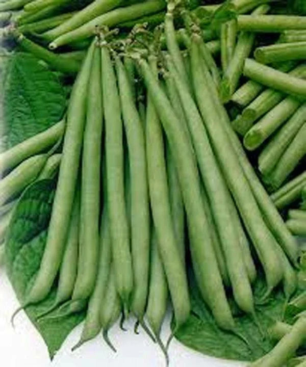 Slenderette Bush Bean Seeds, 500+ Non-GMO Seeds, Phaseolus vulgaris, Great Tasting Green Beans for Garden & Containers