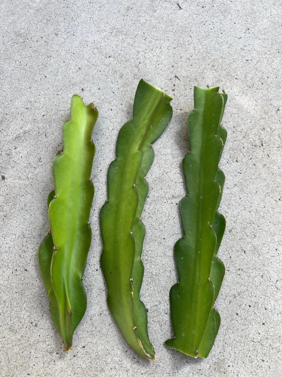 American Beauty Dragon Fruit Cuttings 8 Inch - Self Pollinating Cactus - Hylocereus undatus - Fresh Cuttings for Propagation