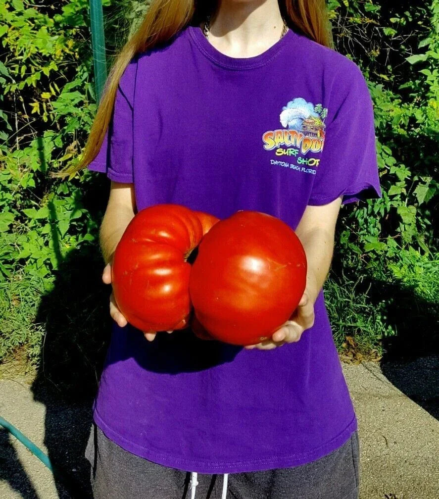 Big Zac Tomato Seeds - 30+ Count - Rare Heirloom - Lycopersicon esculentum - World Record Size Tomato Variety