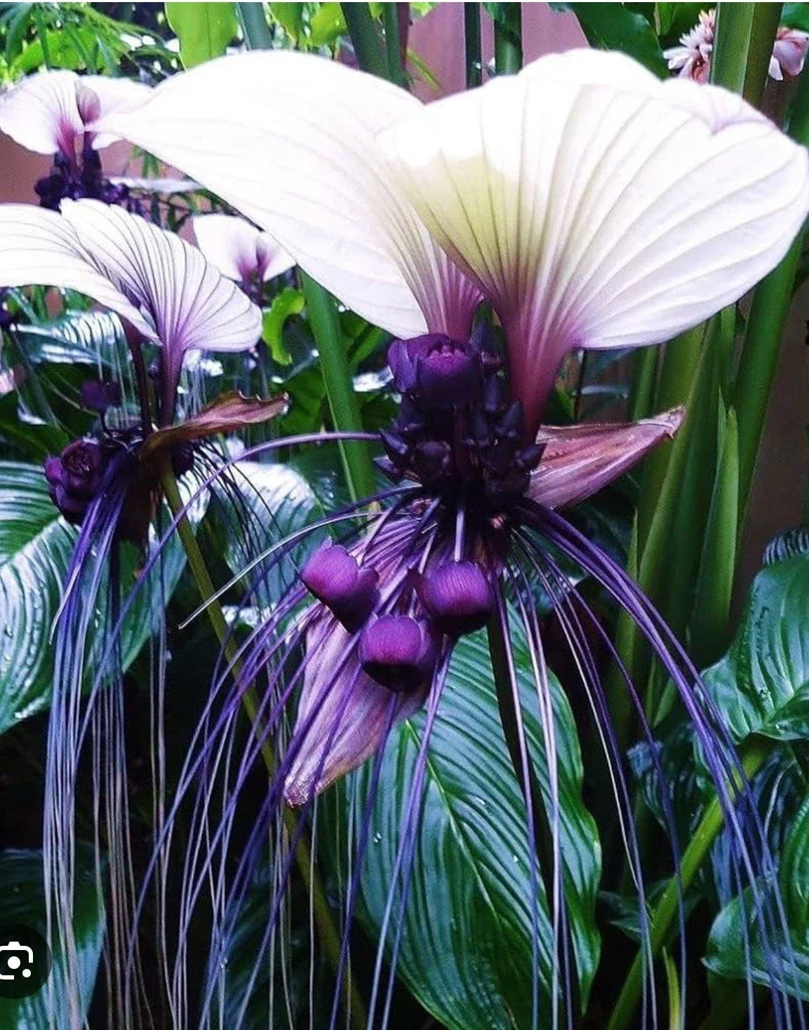White Bat Flower Starter Plant - Small Rooted - Tacca integrifolia - Unique Black Lily for Indoor/Outdoor Garden