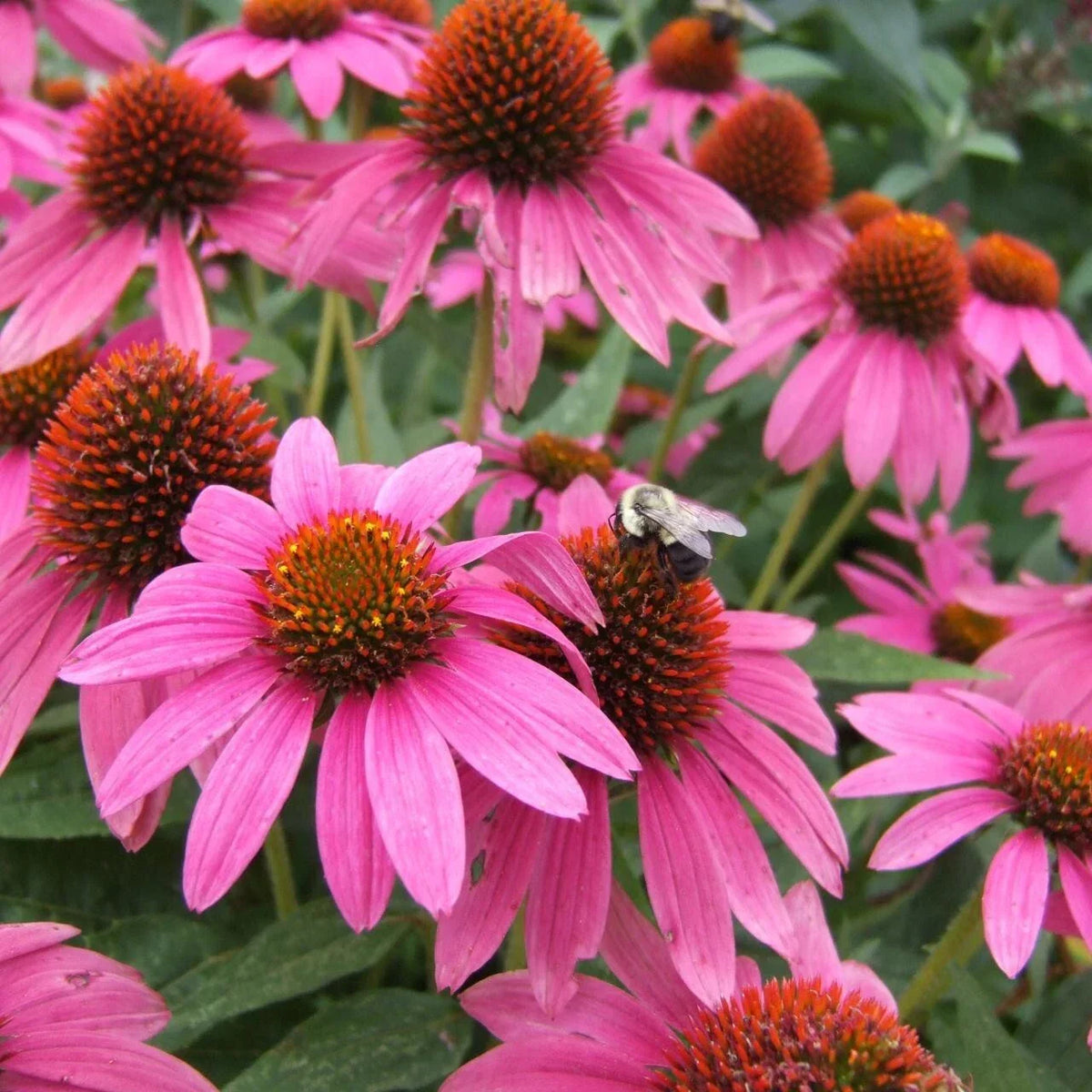 Pink Coneflower Seeds - 200+ Pack - Echinacea purpurea - Non-GMO Garden Seeds - Attracts Pollinators - USA