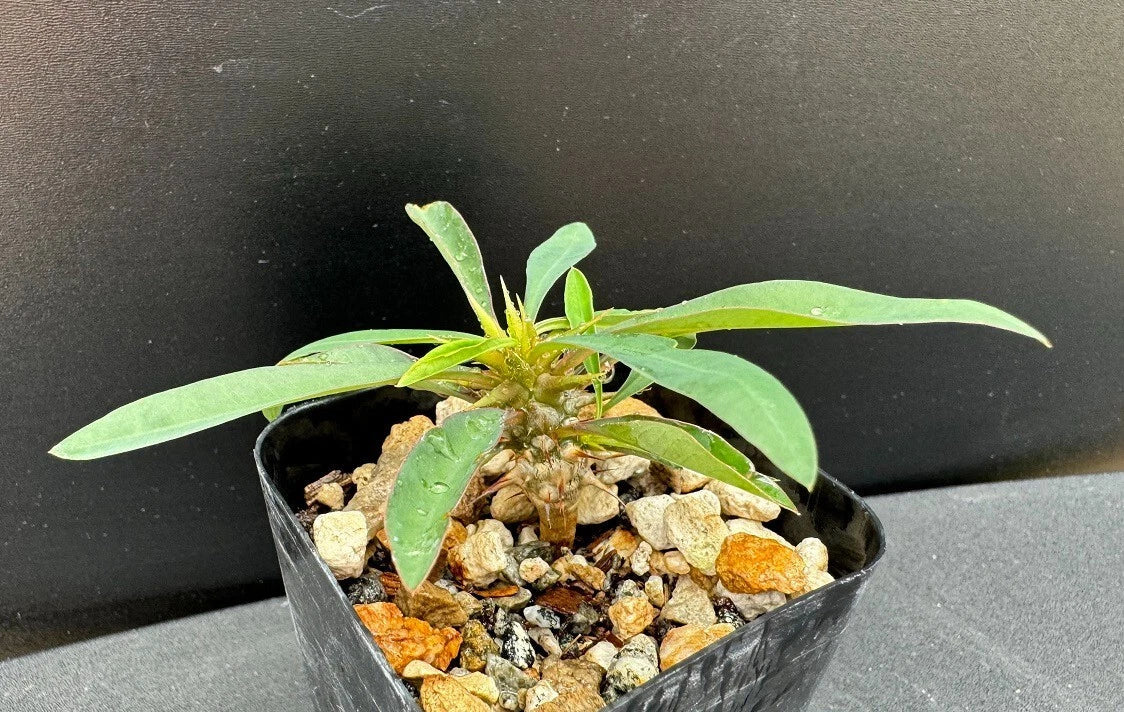 Euphorbia gottlebei Succulent in 2" Pot - Rare Well-Rooted Plant - Unique Succulent Variety - Perfect for Collectors