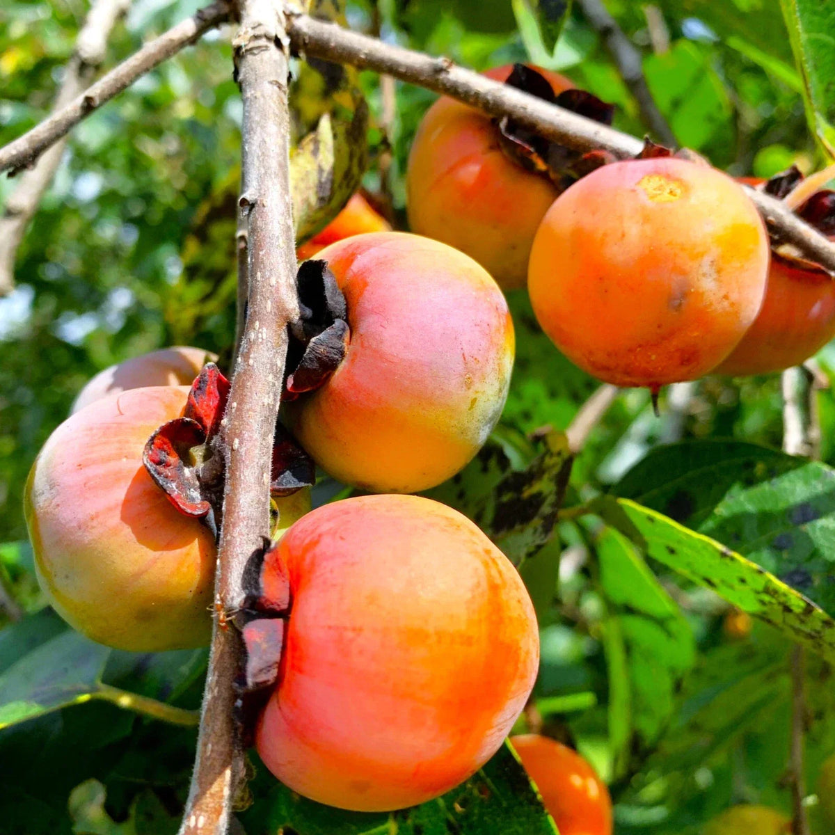 American Persimmon Tree Seeds - 10 Pack - Diospyros virginiana - Non-GMO Perennial Fruit Seeds for Organic Gardening