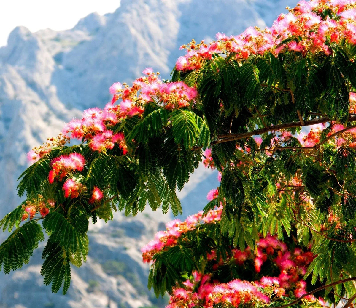 30 Persian Silk Tree Seeds - Summer Mimosa, Albizia julibrissin, Fluffy Pink Blooms for Planting