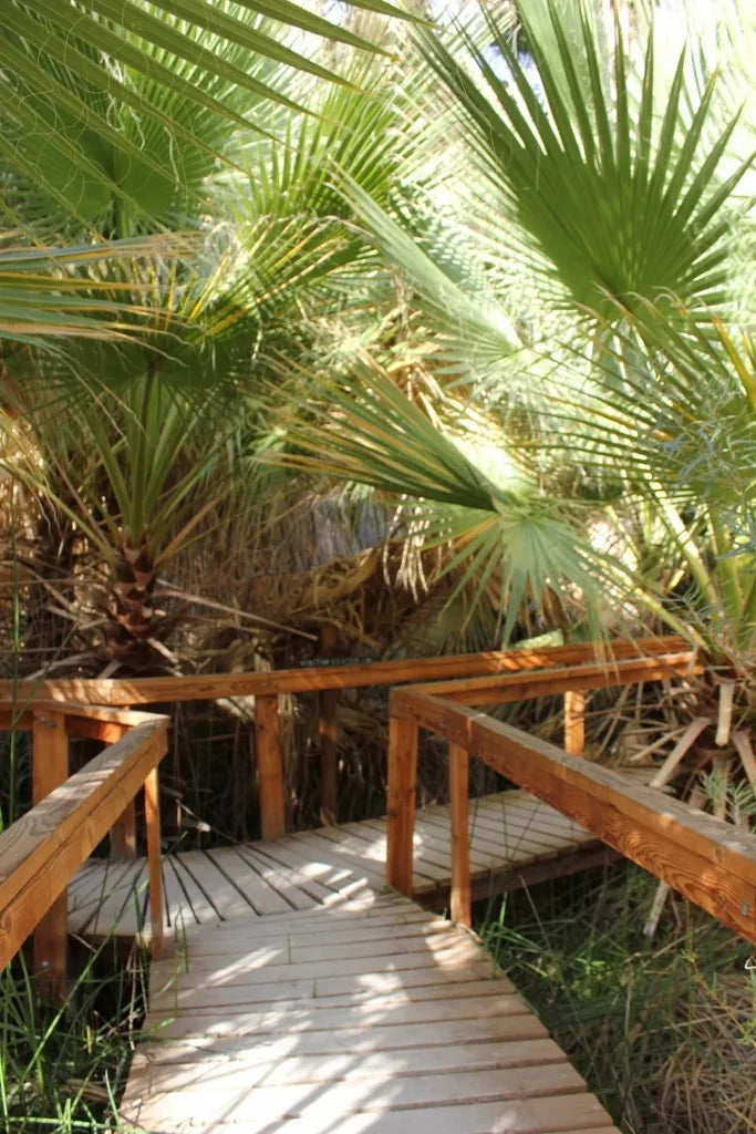 California Fan Palm Seeds - 20 Pack Washingtonia filifera - Drought Tolerant Hardy Landscape Plant for Warm Climates
