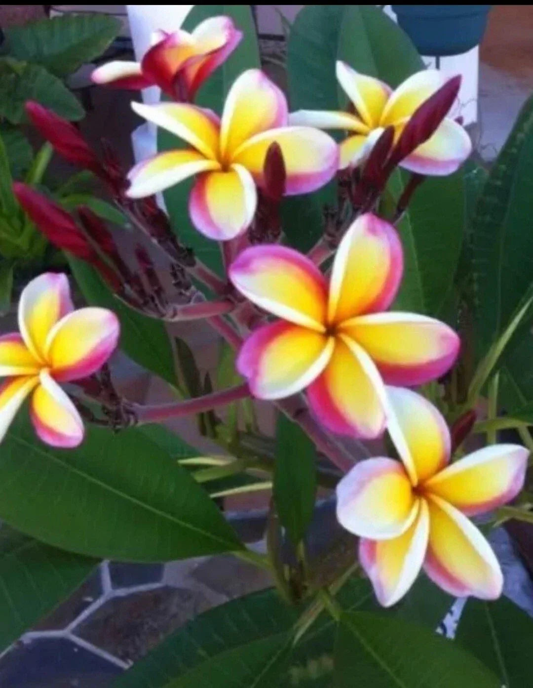 Plumeria Plant 3 Inch Pot Multicolor Variety Rooted from Seeds Plumeria spp. Exotic Tropical Flowering Plant