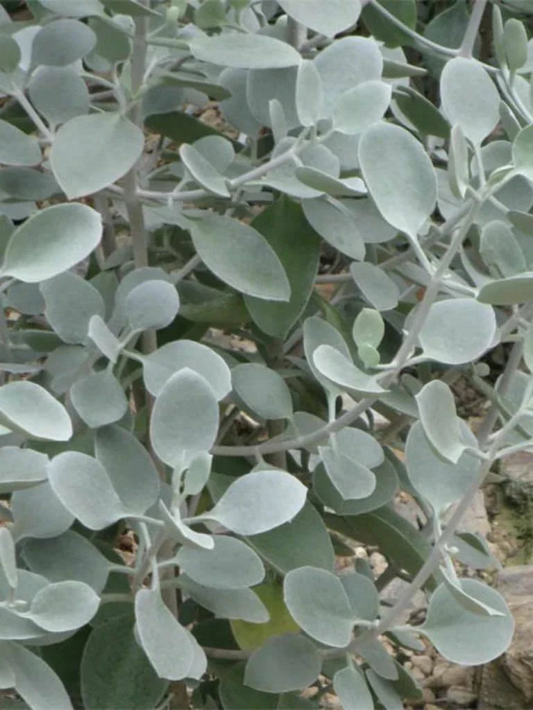 Kalanchoe Cutting 5" Silver Teaspoons Succulent Bracteata Plant, Kalanchoe Hildebrandtii, Unique Silvery Foliage