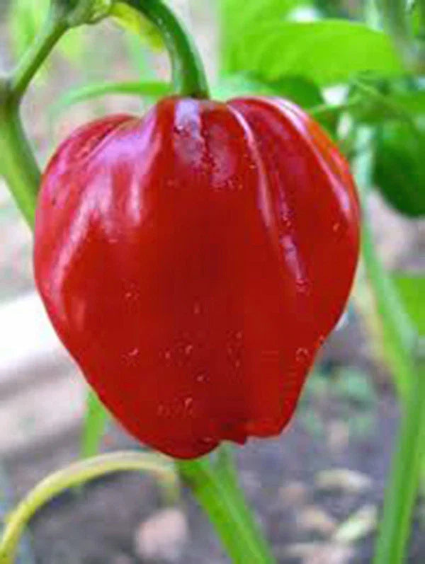 Habanero Chile Pepper Seeds - Heirloom 20+ Seeds - Spicy Capsicum chinense for Fresh & Cooked Dishes