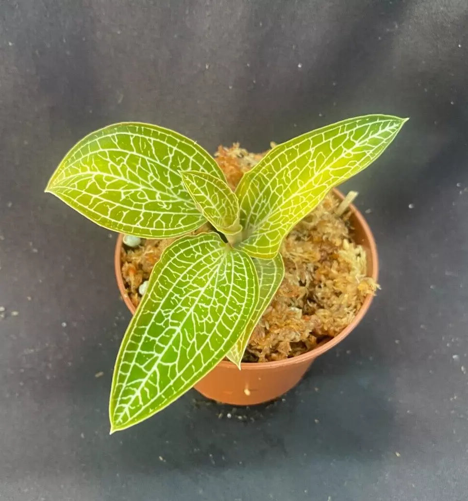 Golden Jewel Orchid Plant 2.5" Pot Ludochilus Poly Compact Rooted Indoor Plant Low Light Foliage