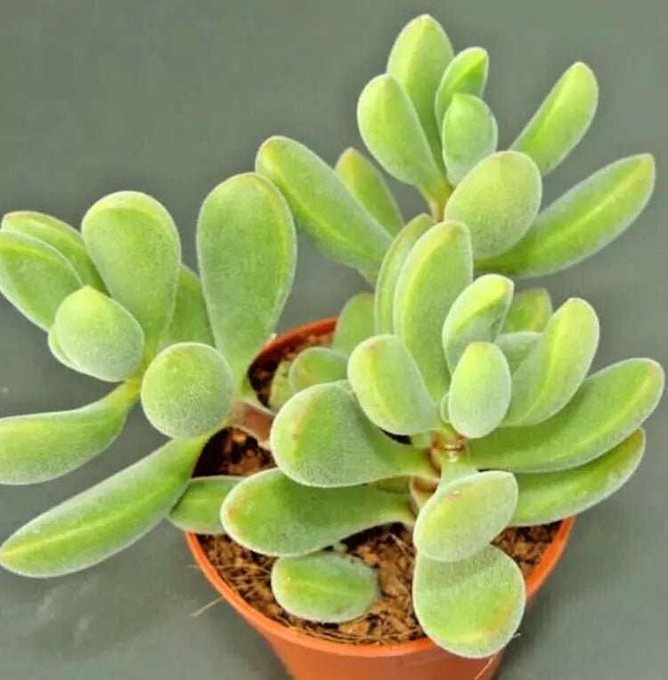 Succulent Plant Crassula Rogersii Velvet Club 1 Live Bare Root with Yellow Blooms - Crassula rogersii