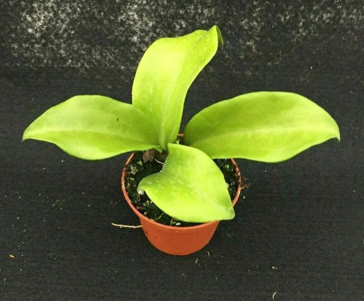 Hoya Dr. IBOK Hybrid Rooted Plant 3" Pot - Glossy Green Leaves with Silver Variegation (Hoya hybrid)