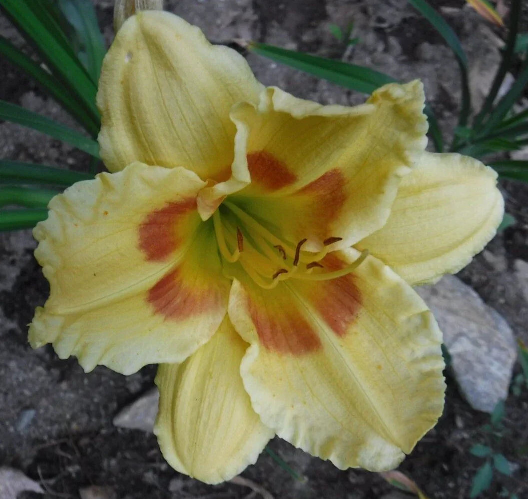Hemerocallis 'Leprechaun Eyes' Daylily Bareroot Plant - Yellow with Dark Purple Eye - Perennial Flower for Garden