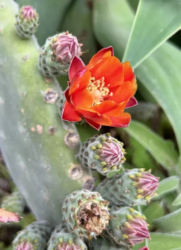 Woollyjoint Pricklypear Seeds - 50 Seeds, Velvet Opuntia, Opuntia tomentosa, Drought-Tolerant Cactus, 2024 Harvest, USA