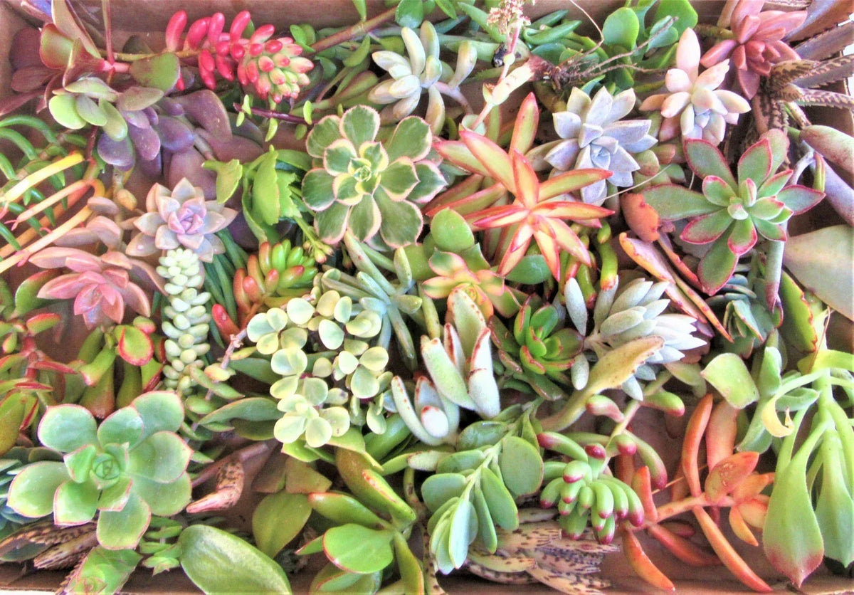 Large Succulent Cuttings - 50 Assorted Varieties - Ideal for Planting & Decoration - Echeveria, Sedum, Graptopetalum
