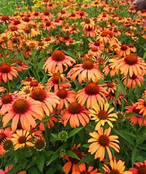 50 Coneflower Seeds - Orange Passion - Echinacea purpurea - Drought-Resistant Perennial Flowers - USA Grown