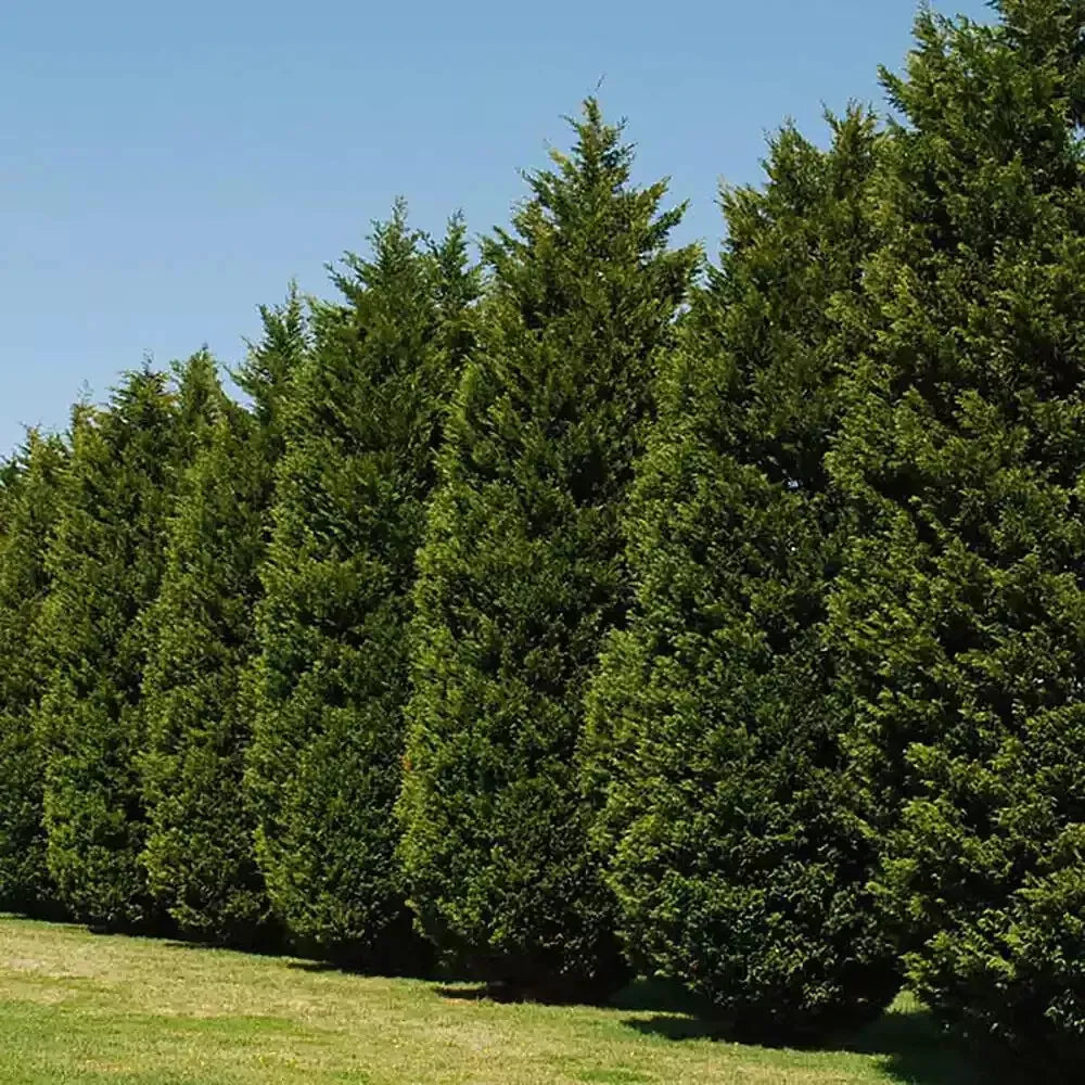Leyland Cypress Tree Cuttings 6+2 Free Fast Growing Evergreen Cupressus × leylandii Non-Rooted Cuttings for Privacy Hedges