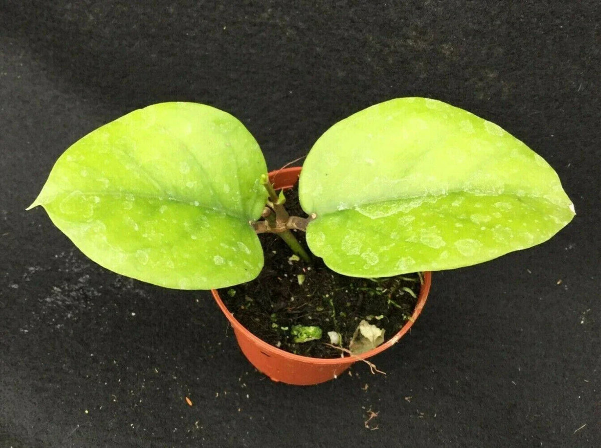 Hoya Cardiophylla Rooted Plant 2.5" Pot Green Foliage Indoor Houseplant - Hoya cardiophylla, Easy Care, Heart-Shaped Leaves