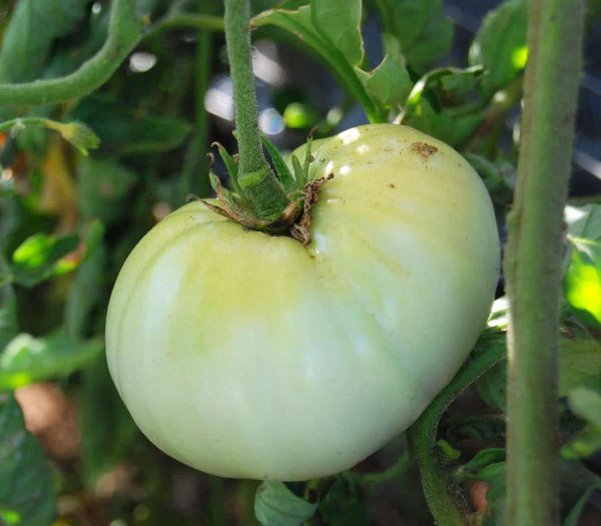 White Wonder Beefsteak Tomato Seeds - 50 Ct - Heirloom Non-GMO - Solanum lycopersicum - Juicy, Large Tomatoes for Home Garden