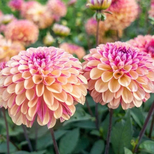 Palmares Dahlia Seeds - 25 Perennial Flower Seeds for Vibrant Blooms - Dahlia variabilis - Non-GMO Gardening Essentials