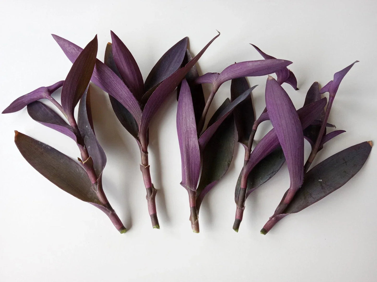 Large Purple Heart Cuttings - 7 Live Tradescantia Pallida Perennial Plants for Easy Indoor/Outdoor Gardening