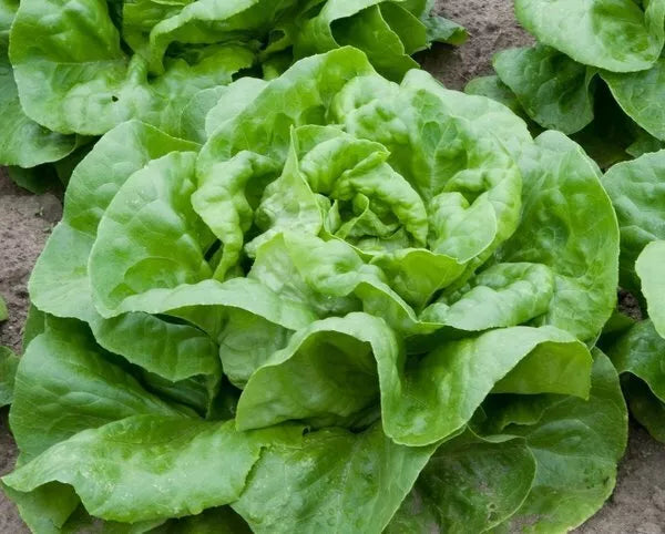 Butter Crunch Lettuce Seeds - 600+ Non-GMO Butterhead Vegetable Seeds - Lactuca sativa - Ideal for Home Gardens