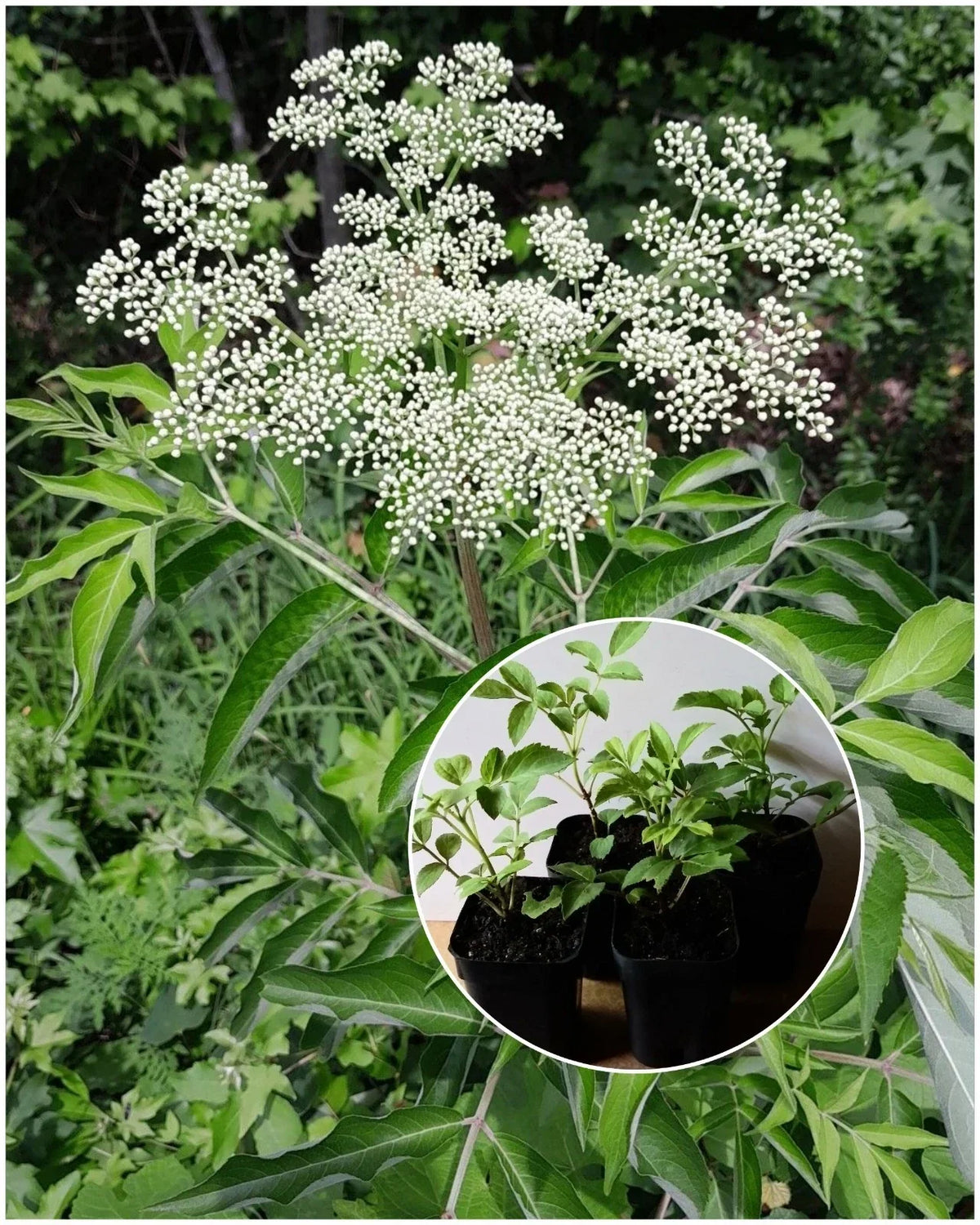 American Elderberry Starter Plant - 2"x3" Pot - Sambucus canadensis - Organic Herbaceous Perennial for Garden and Pollinators