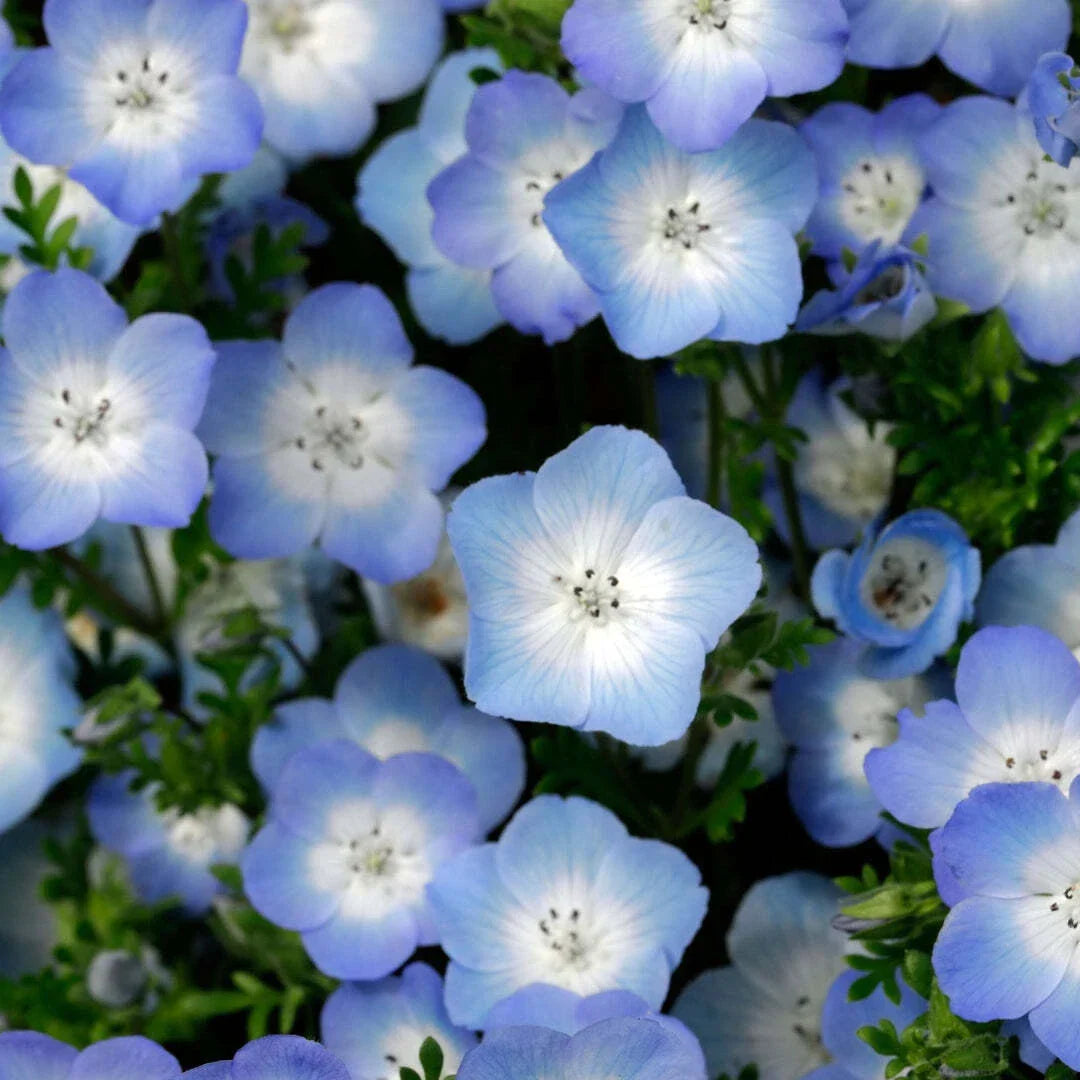 Nemophila Seeds - 200+ Baby Blue Eyes Wildflower Annual - Nemophila menziesii - USA Grown, Non-GMO, Easy to Grow