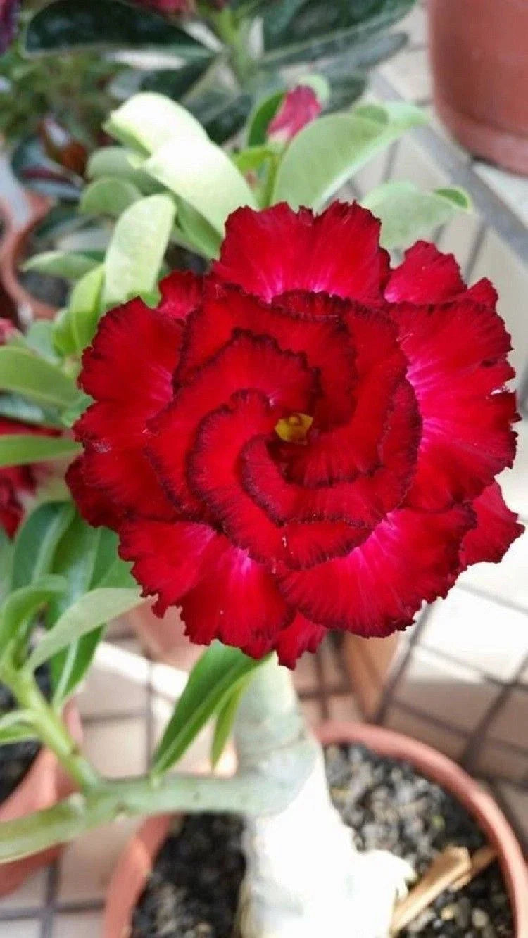 Desert Rose Seeds - 4 Pack Red Black Tips - Adenium Obesum - Exotic Perennial Flower Seeds for Garden and Container Planting