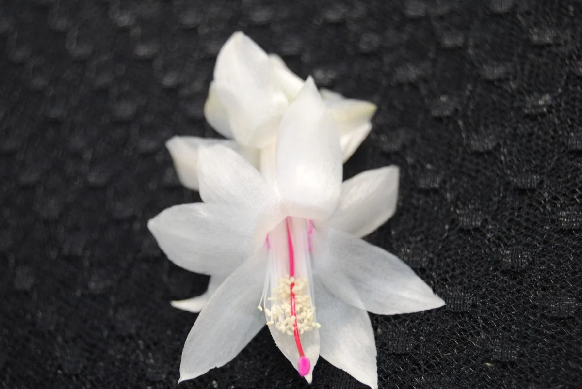 Christmas Cactus Plant - Well Rooted Starter - THOR BRITT - Schlumbergera Truncata - Indoor/Outdoor Succulent