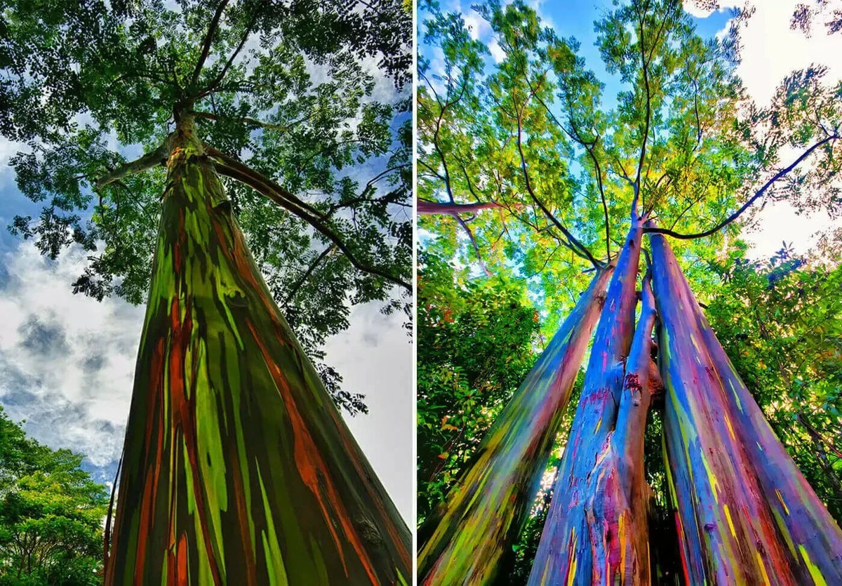 Rainbow Eucalyptus Starter Tree Seedling - Well-Rooted Sapling Plant (Eucalyptus deglupta) - Colorful Multicolored Bark