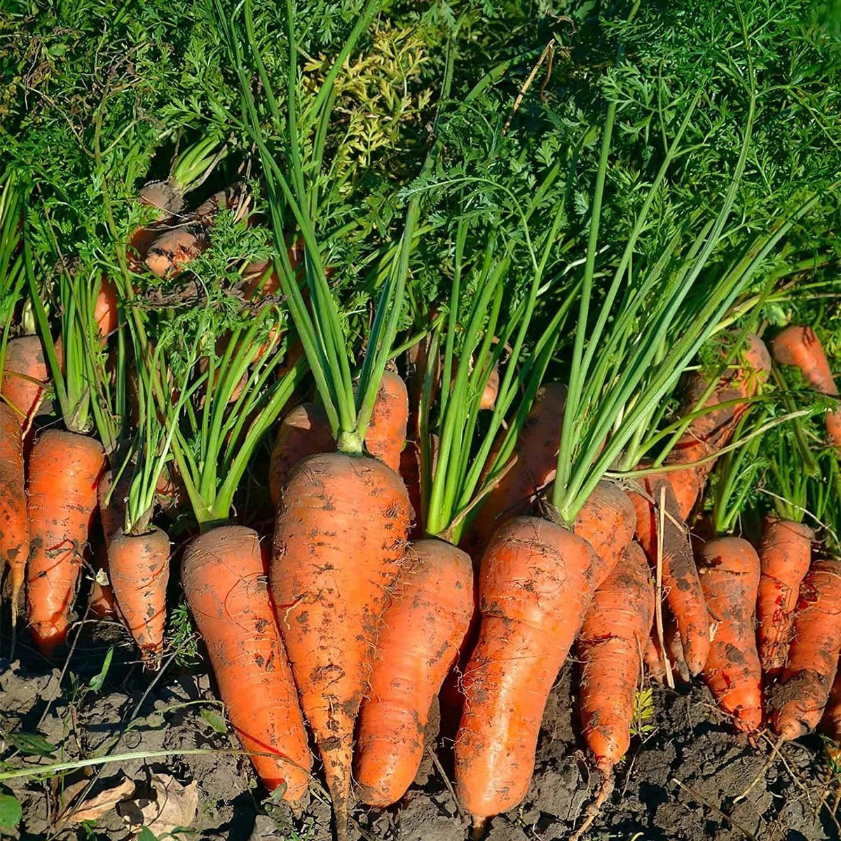 Royal Chantenay Carrot Seeds - 500mg Non-GMO Heirloom Vegetable Seeds - Daucus carota - Sweet & Flavorful for Home Gardens