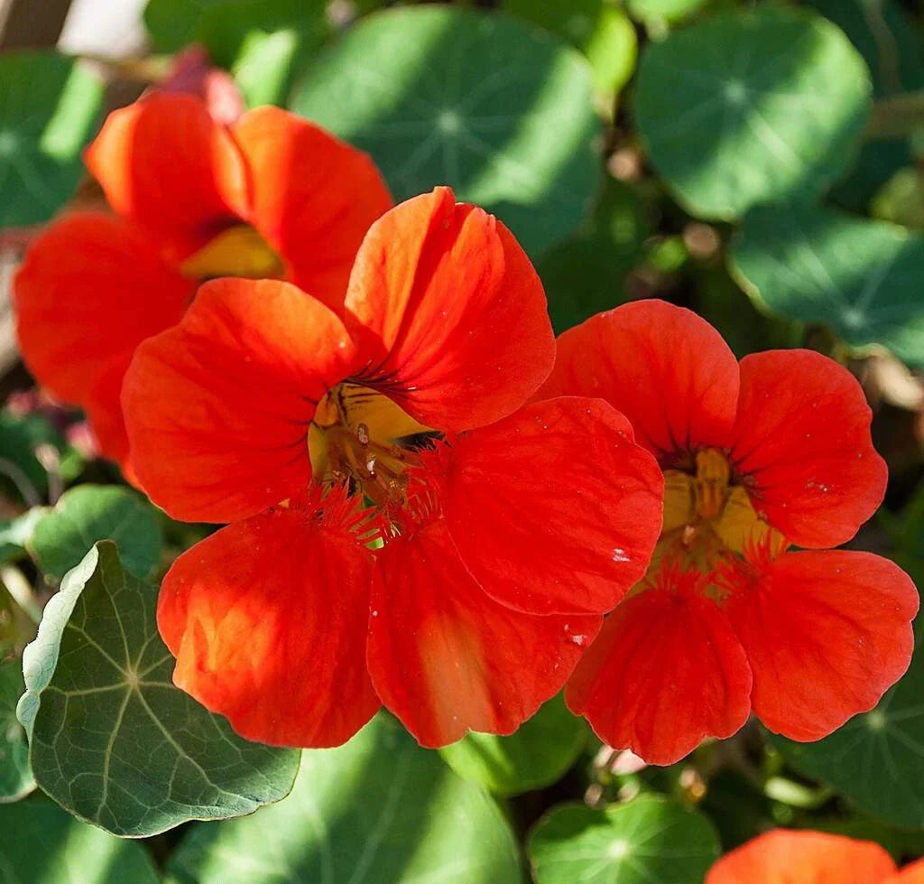 Nasturtium Seeds - Empress of India - Heirloom Non-GMO - Tropaeolum majus - 25 Pack - Edible Flowers for Garden