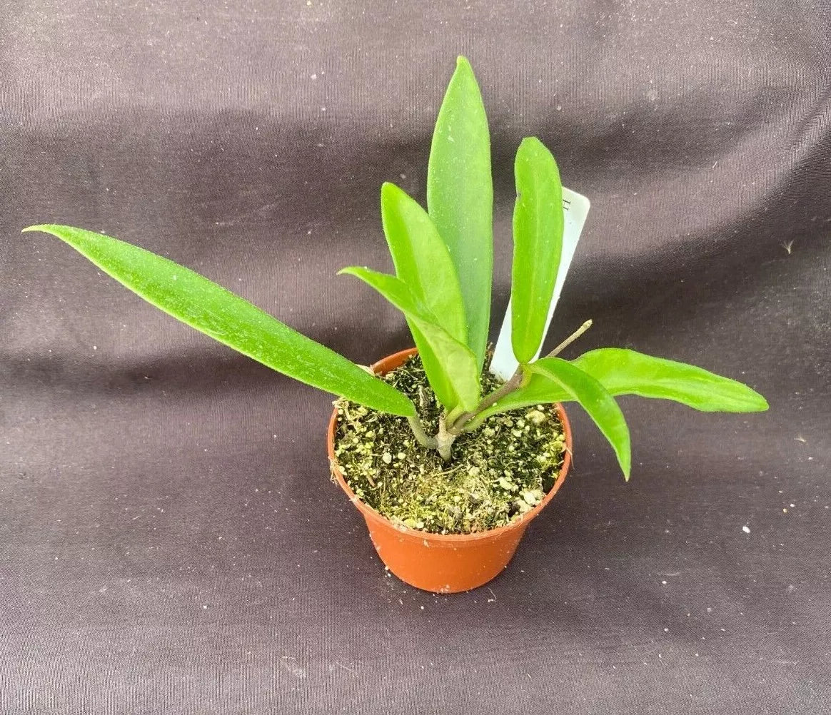 Hoya Mini-Belle Plant 2.5" Pot, Hoya Carnosa Compacta Hybrid, Rooted Indoor Houseplant, Easy Care, Low Maintenance