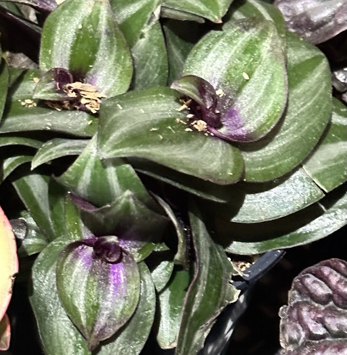 Wandering Jew Plant 2-4" Live Tradescantia Zebrina Succulent with Purple Silver Striped Leaves - Easy Care Houseplant