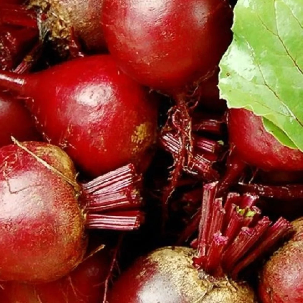 Dark Red Detroit Beet Seeds | Heirloom NON-GMO Vegetable Seeds | Beta vulgaris | Easy to Grow for Home Garden