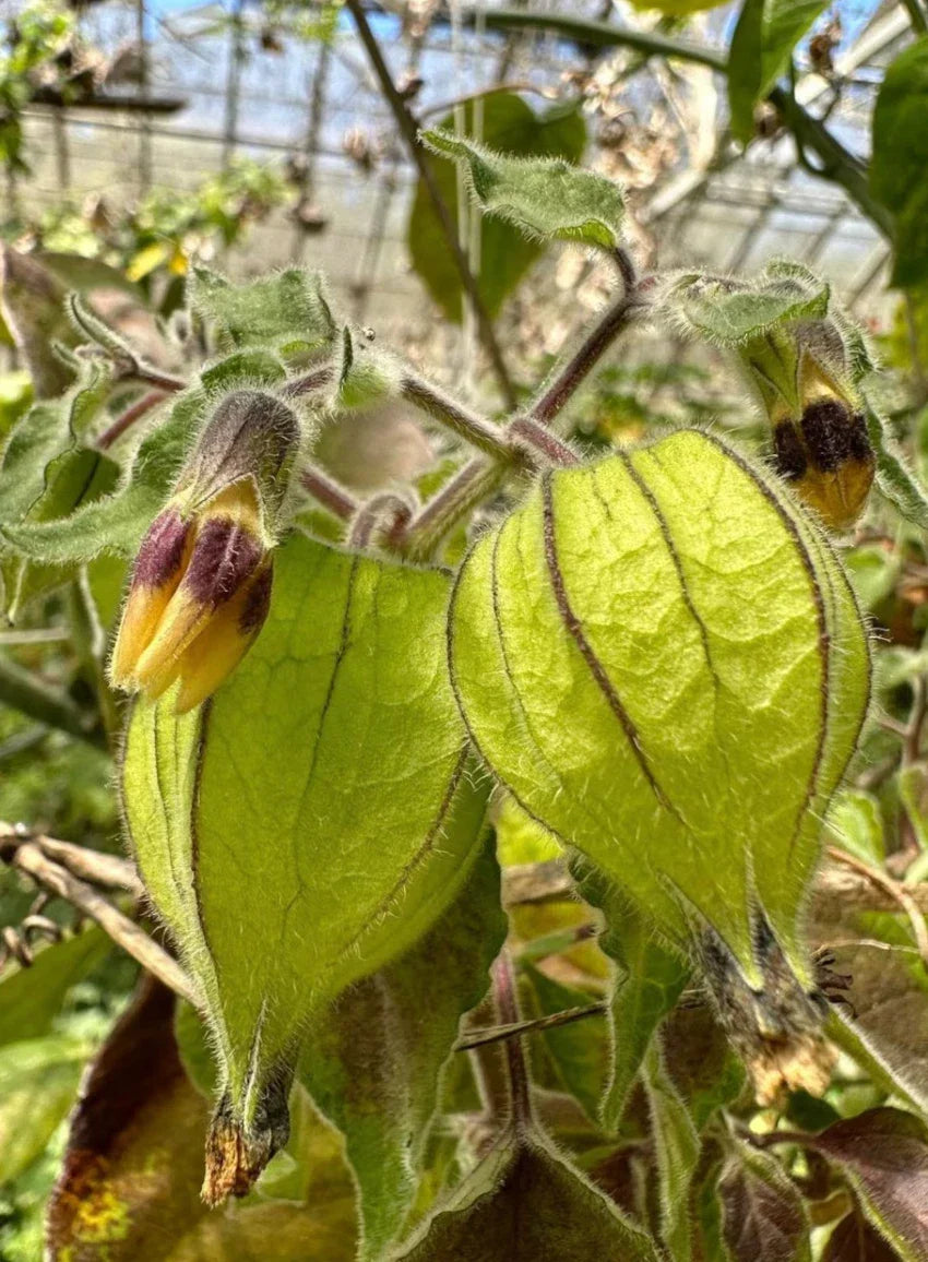 Goldenberry Cuttings - 6 'Giant' Physalis peruviana for Propagation - Sweet Tangy Fruit Plant for Home Garden