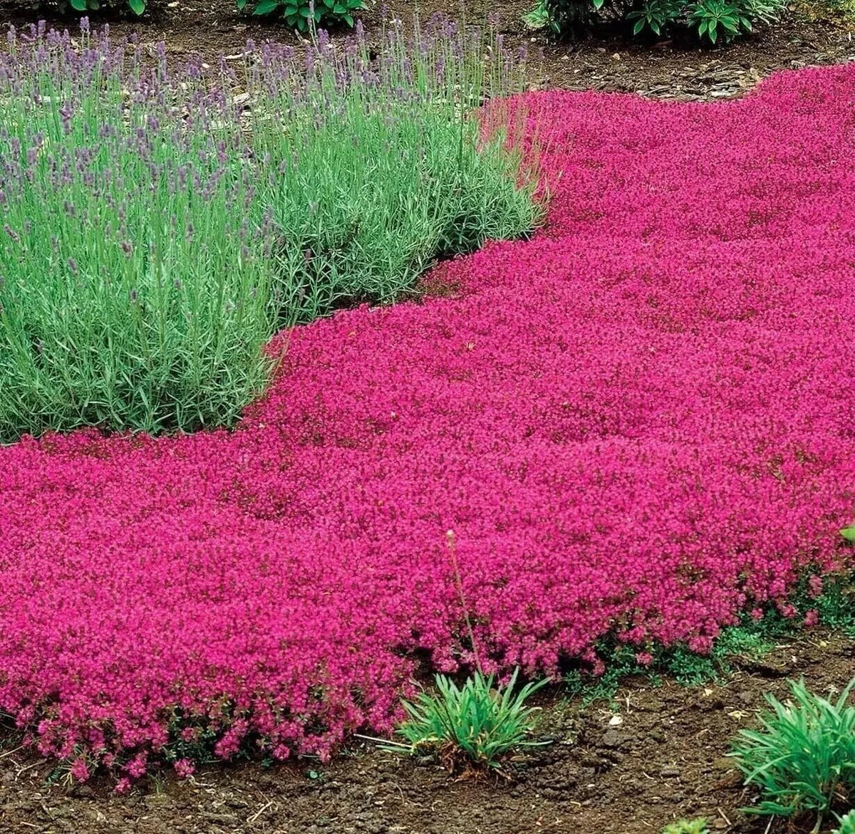 Red Creeping Thyme Seeds - 1000+ Non-GMO Groundcover Seeds - Thymus serpyllum 'Coccineus' - Aromatic Herb Garden Starter