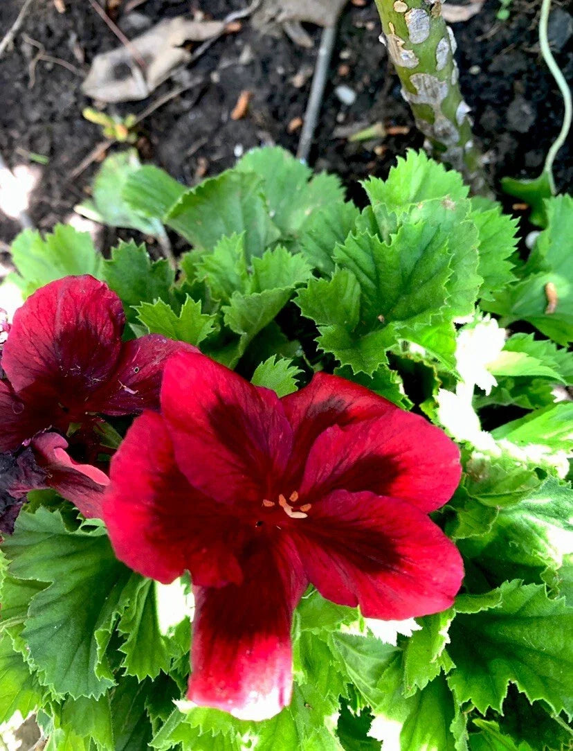 Blood Red Geranium Cuttings, 2 Perennial Black Variety, Geranium 'Bloody Mary' for Vibrant Garden Color and Pollinator Attraction