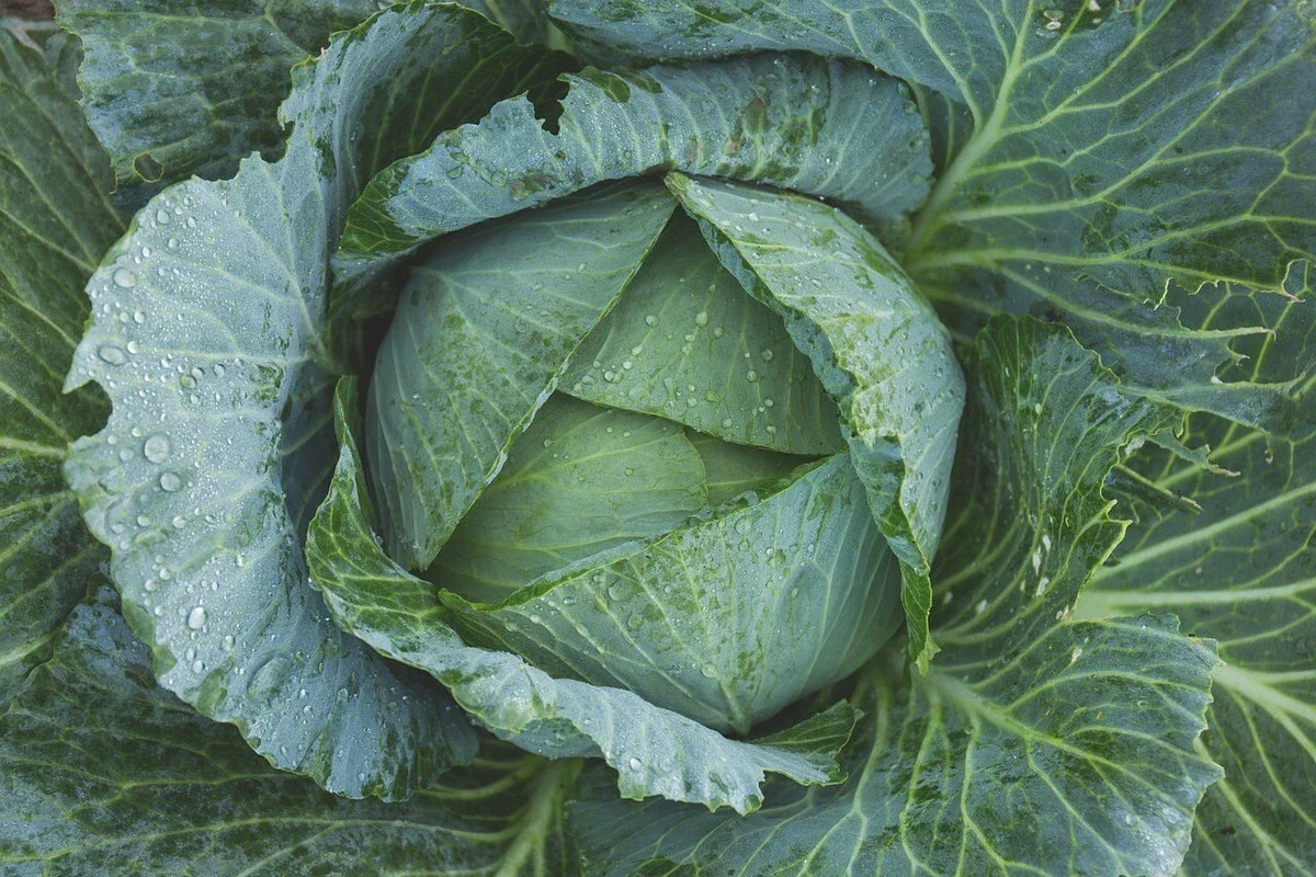 Late Flat Dutch Cabbage Seeds, Heirloom NON-GMO, Perfect for Cabbage Wraps, Brassica oleracea var. capitata