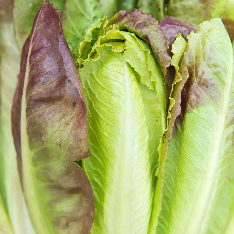 Cimmaron Romaine Lettuce Seeds, Burgundy Red, NON-GMO, Lactuca sativa, Cos Variety, Easy to Grow, Free Shipping