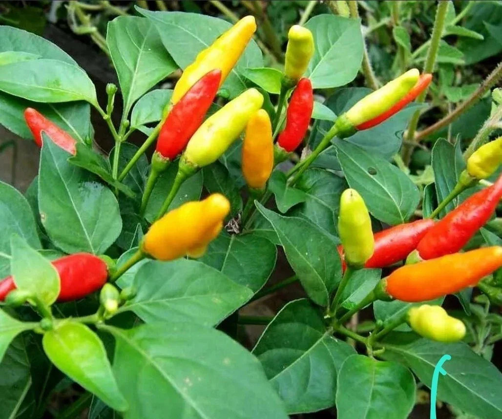Heirloom Tabasco Pepper Plants - 3 Pack - Organic Capsicum frutescens - Grown in USA for Home Gardening and Culinary Use