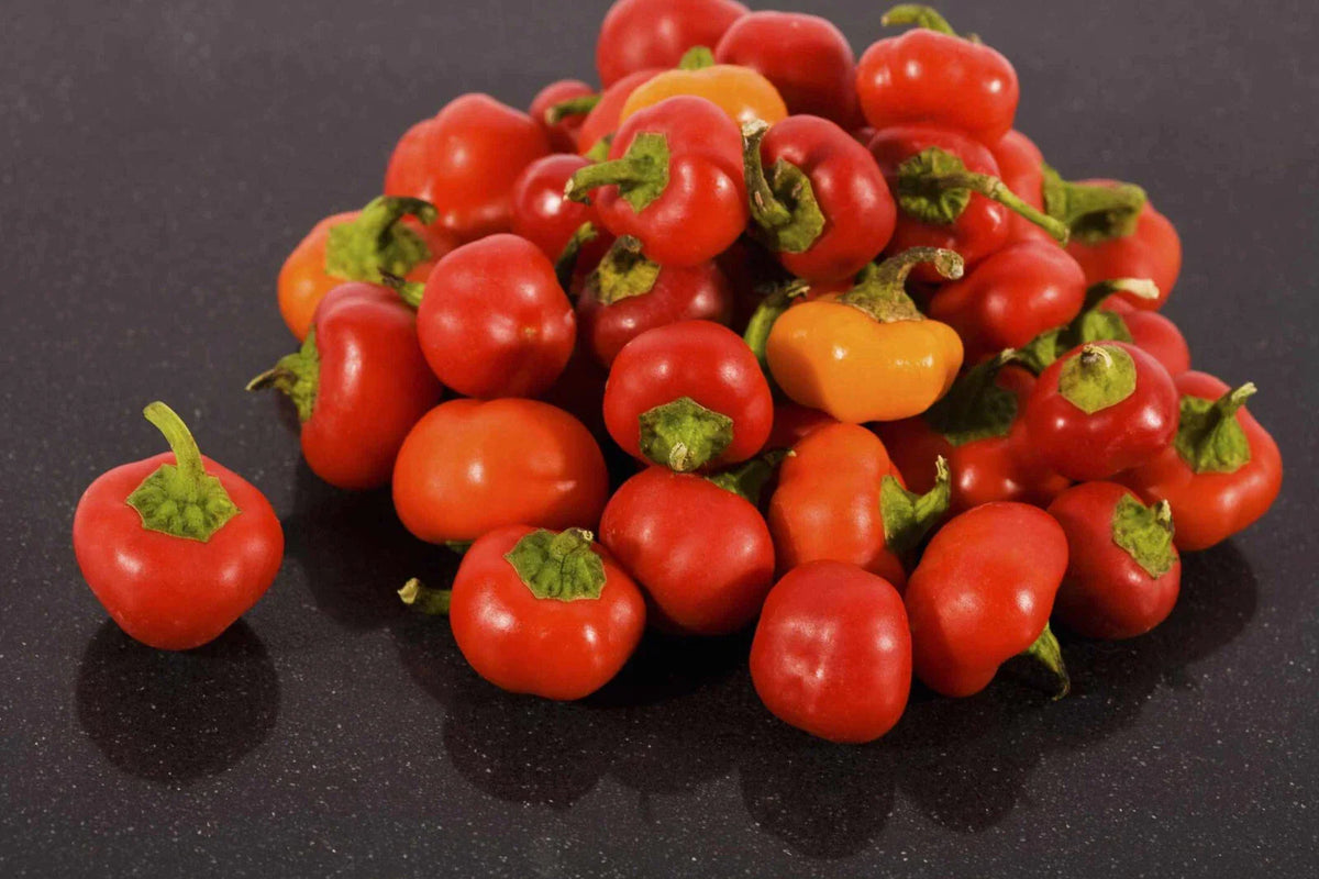 Pimento Red Pepper Seeds - 5000 Count - Capsicum annuum - Non-GMO Garden Vegetable Seeds for Planting