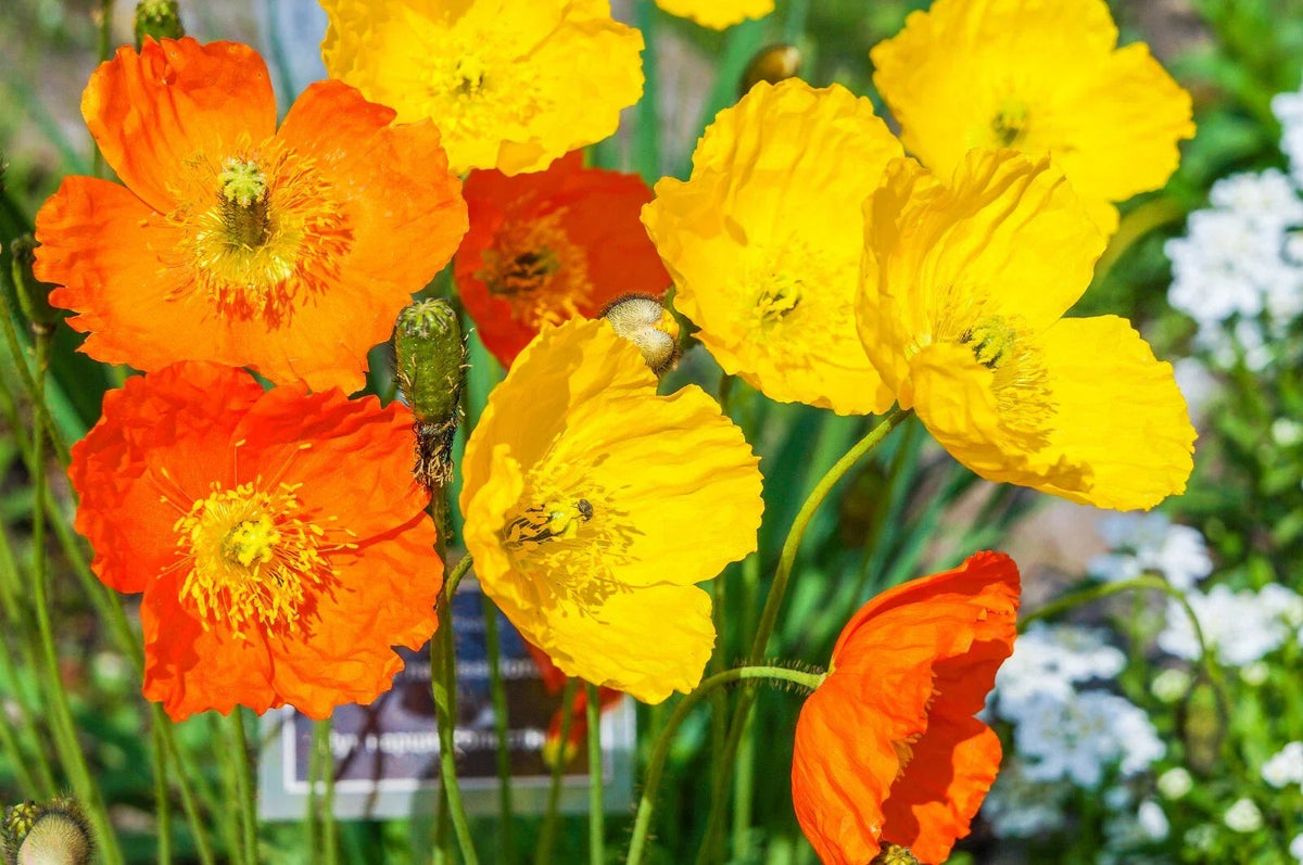 Welsh Poppy Seeds, 154+ Seeds, Orange & Yellow Flowers, Papaver cambricum, Ideal for Shade, USA Seller