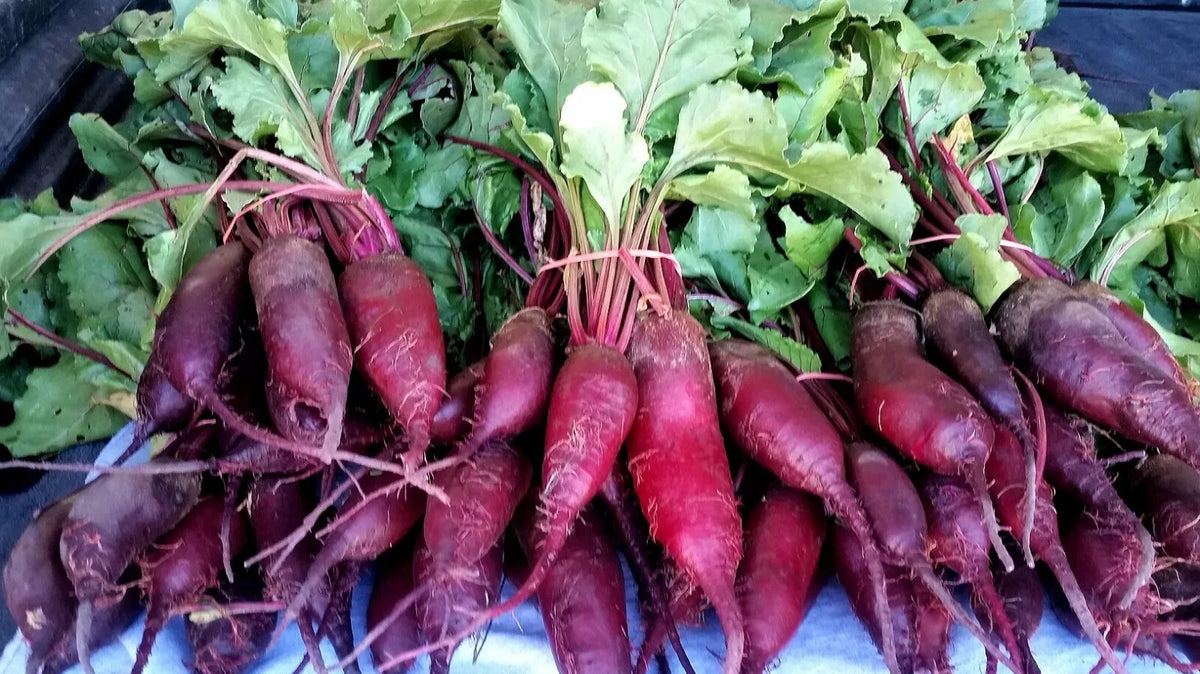 Cylindra Beet Seeds, NON-GMO, Formanova Variety, Beta vulgaris, Easy to Grow, Ideal for Slicing and Roasting