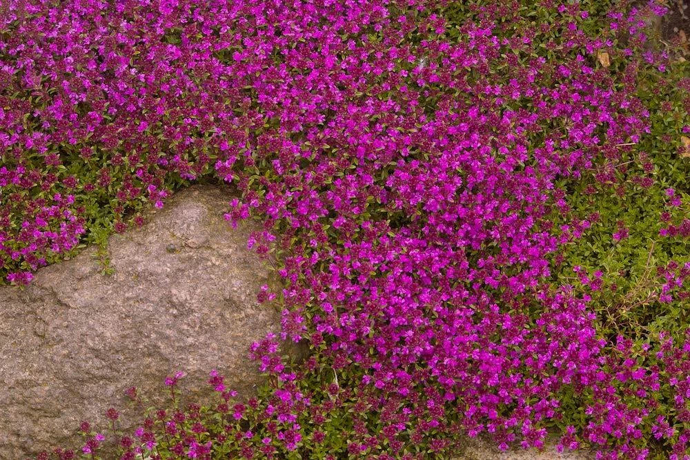 Creeping Thyme Seeds 250+ Purple Ground Cover Plant Thymus serpyllum 'Creeping' - Low Maintenance Erosion Control